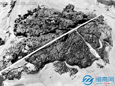 漳浦前湖湾发现的2.1米胸径古木