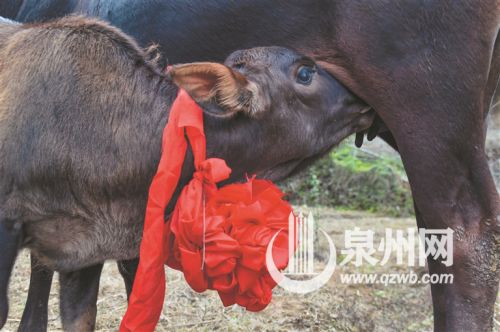 【优秀奖】《母爱》 郑婷婷 