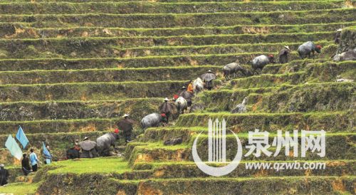 【一等奖】 《李溪耕牛节 组照》(部分) 陈广程 