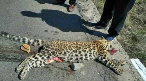 公路现死亡金钱豹