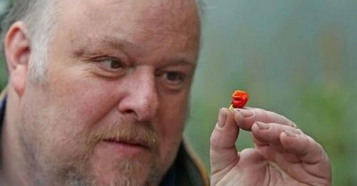 世界最辣辣椒诞生 &ldquo;恶魔果实&rdquo;的诞生竟然完全是个意外