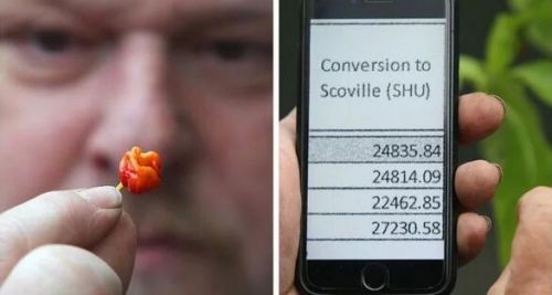 世界最辣辣椒诞生 &ldquo;恶魔果实&rdquo;的诞生竟然完全是个意外