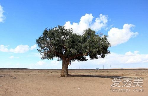 蚂蚁恐龙种的沙柳树长样子沙柳树钱一棵宝宝森林百度网盘图片