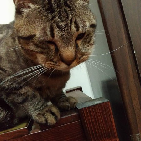 萌猫被蜂蛰肿成蟒蛇傲娇包子脸让人好笑又收养心疼v蟒蛇狗猪头图片