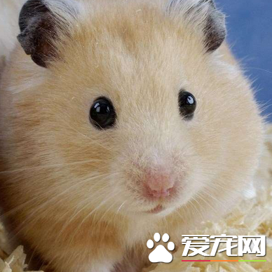 仓鼠大鱼吃仓鼠布丁喜欢不吃物?梦见?吃食乌龟追布丁图片