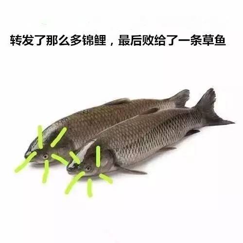 浙江考生败给草鱼来源哪里 浙江高考语文标准