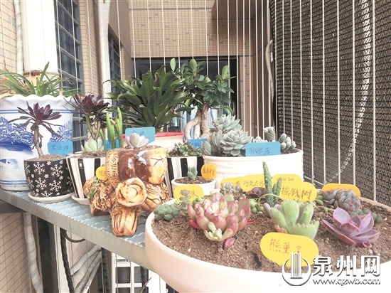 泉州陶瓷业占花卉新宠市场 网售多肉花盆半数泉州造
