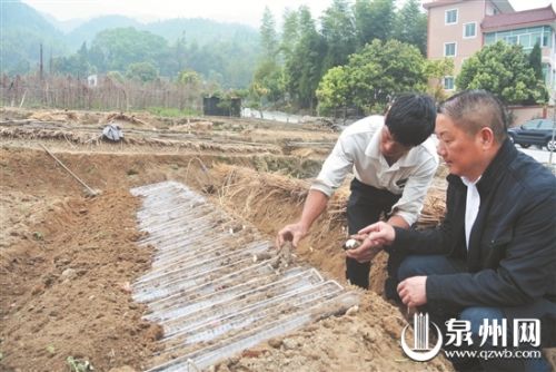 产业化运作拓宽脱贫路—— 小淮山成了致富大产业