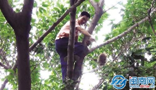 游客赵刚自告奋勇上树抓猴