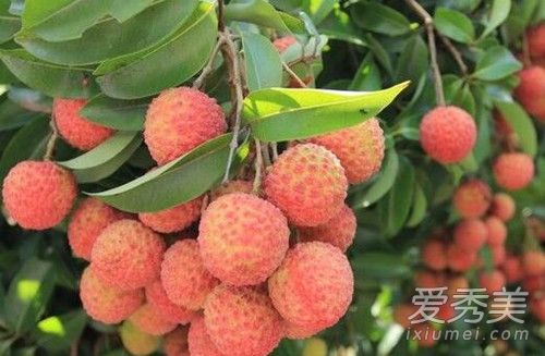 挂绿母树荔枝是什么品种?挂绿母树荔枝多少钱