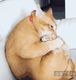 俗话说的好:十个橘猫九个胖,还有一个压倒了炕