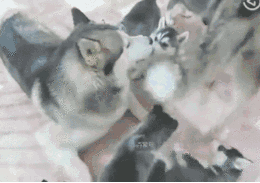 哈士奇第一次看到自己的孩子 竟然都已经不知所措