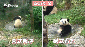 猫   熊   图文 / 肉松君   来源 / ipanda熊猫频道   黑白色哺乳动物