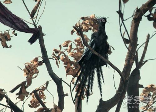 无心法师2姑获鸟是什么厉害吗 无心法师2姑获鸟有什么作用 无心法师2姑获鸟是什么生物厉害吗 姑获鸟中国古代神话传说介绍