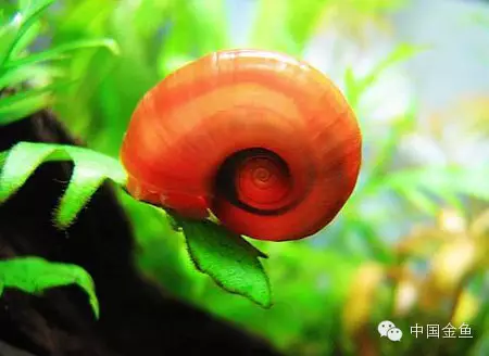 鱼缸里的十大清洁工 清道夫第一宝座仍然没人