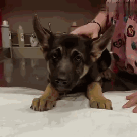 主人们以为的爱 却成了虐狗身亡的头号罪犯!