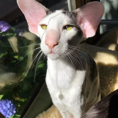 外星猫美貌不输废犬 瞧这招风大耳犀利眼神和性感胡渣-闽南网