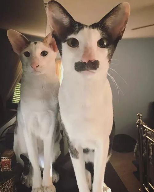 外星猫美貌不输废犬 瞧这招风大耳犀利眼神和性感胡渣-闽南网