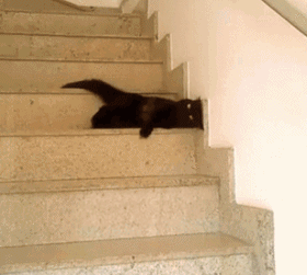 喵星人可爱又搞笑动图 和小老鼠亲吻完再撩!