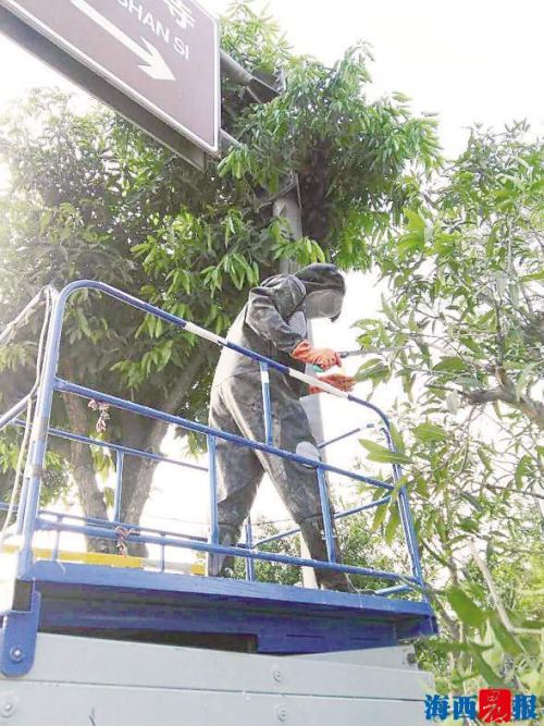 王为民穿上专业防蜂服准备摘除蜂窝。