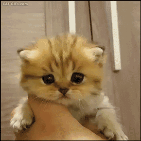 橘猫为什么容易胖 十只橘猫七只胖并非空穴来风