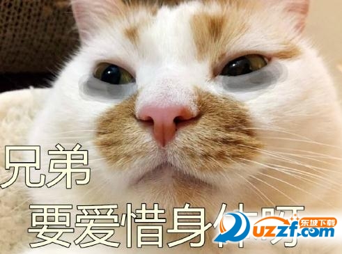 网红猫楼楼去世 网红楼楼猫表情包(图)