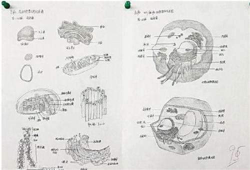 杭州高中生手绘生物课本动植物细胞:以假乱真
