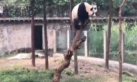 ʵ����è���屦�����屴������͵�����ڡ��ܺ��ӡ������