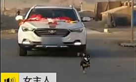 Ů���˳��ް���׷�鳵����6��·��Ƶ  ���మ��׷���˻鳵