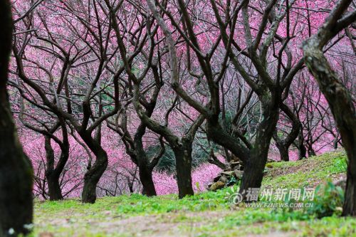 鼓山梅里梅花开 青山难掩好颜色