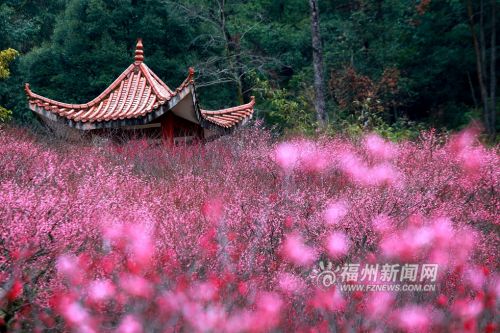 1鼓山梅里景区3000多株梅花进入盛花期