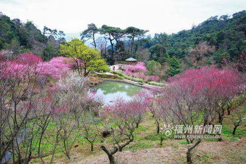 4从山间眺望，青山、绿水、梅花相得益彰