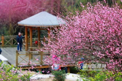 5娇艳的梅花吸引了不少游人