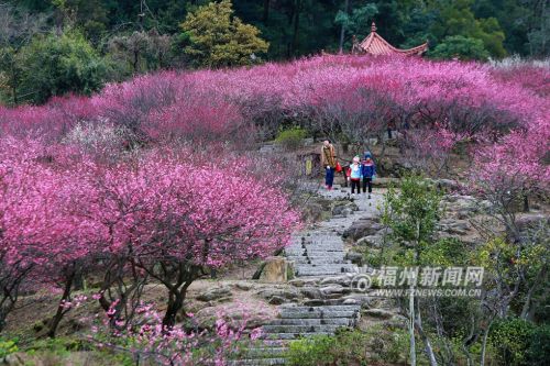 6从梅花丛中穿行而过，宛如仙境