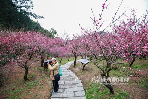 7盛放的梅花也流连了摄影爱好者