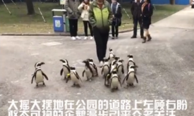 �Ϻ�����԰��춨ʱ���Ѳ���ȷ� ����������ջʱ��