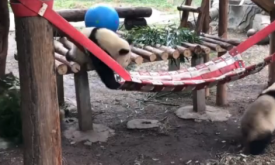 ������ٴ���è������ �����ȶ̺�����ʵ����Ƶ�ۿ�