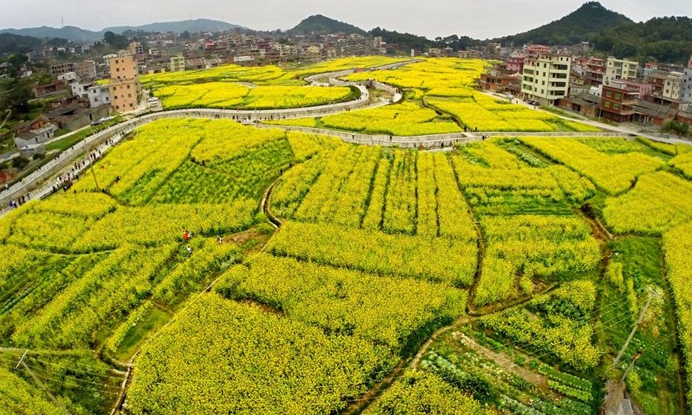 洛江虹山全域游提质增速 暖春三月相约油菜花海