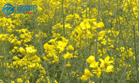 Լ�������Ͳ˻��� �彭��ɽ�Ͳ˻��Ļ��ھٰ�