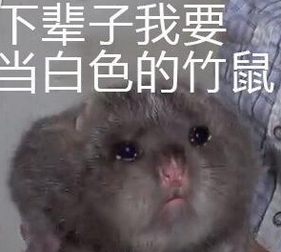 华农兄弟竹鼠中暑是什么梗和意思 竹鼠别吃我