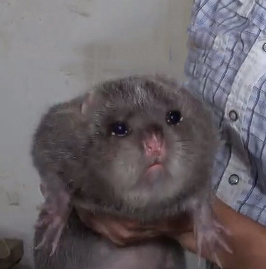 竹鼠表情包高清无水印图片 竹鼠中暑表情包怎