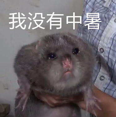 竹鼠表情包高清无水印图片 竹鼠中暑表情包怎么火起来的