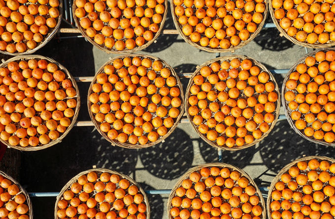 安溪：油柿枝头红 家家户户“柿”情画意