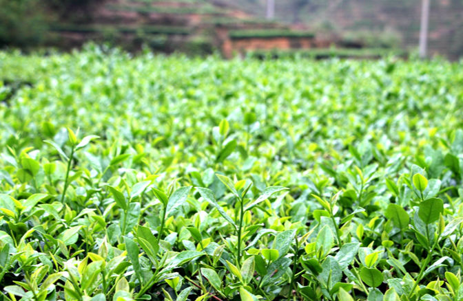 泉州安溪铁观音迎来秋茶采摘期