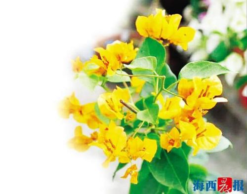 厦15家生产户获“同安红”三角梅地理性商标授权