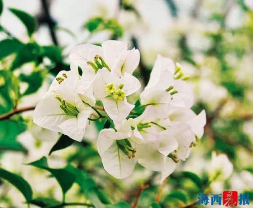 厦15家生产户获“同安红”三角梅地理性商标授权