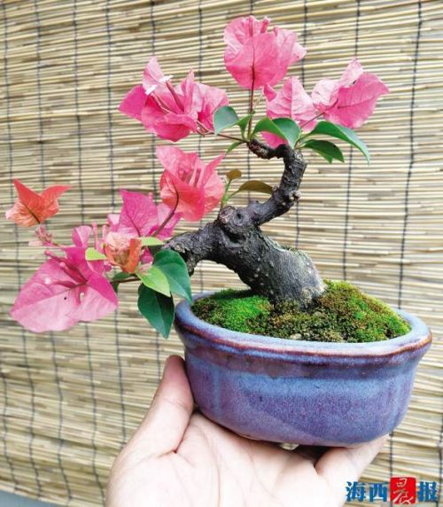厦15家生产户获“同安红”三角梅地理性商标授权