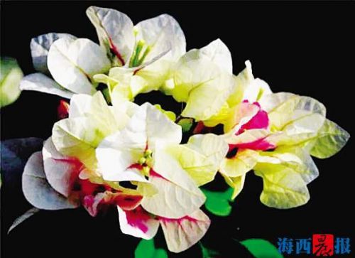 厦15家生产户获“同安红”三角梅地理性商标授权