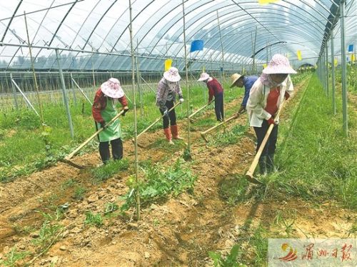 图为当地村民在农场大棚里锄草。
