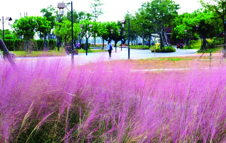 石狮濠江路边异木棉盛开